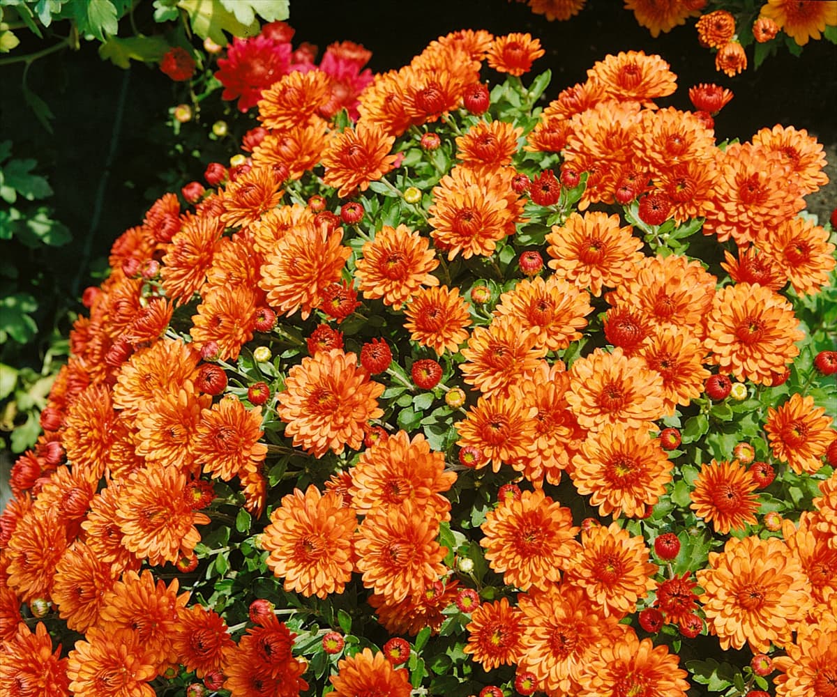 CHRYSANTHEMUM MORDEN GAIETY