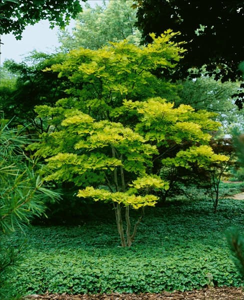 Acer shirasawanum Aureum