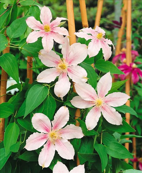 Clematis Princesse Alexandra