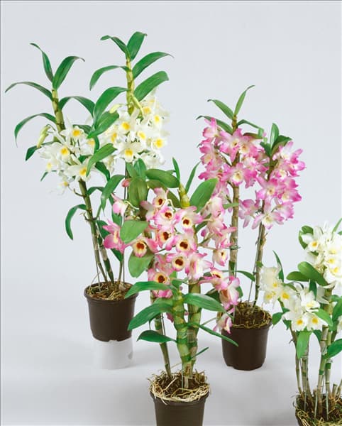 DENDROBIUM NOBILE