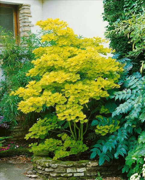 ACER SHIRASAWANUM AUREUM