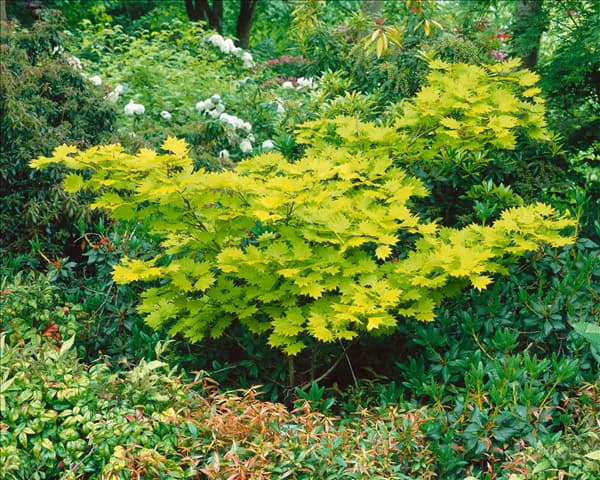 Acer shirasawanum Aureum