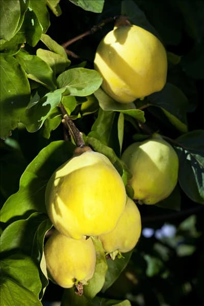 Cydonia oblonga var. oblonga Portugieser Birnenquitte
