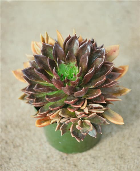 Echeveria Black Knight