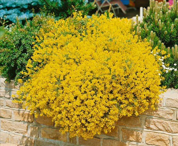 GENISTA LYDIA