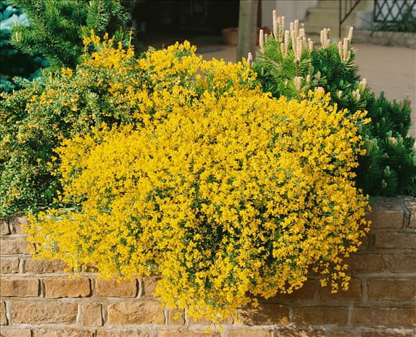 Genista lydia