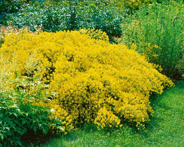 Genista lydia