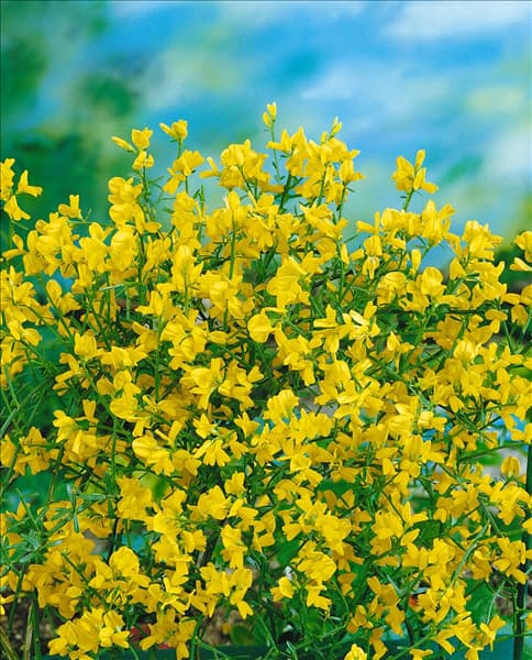 GENISTA LYDIA