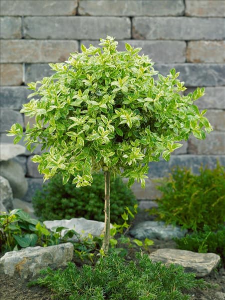 Euonymus fortunei Harlequin