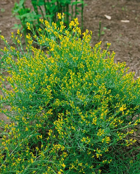 GENISTA LYDIA