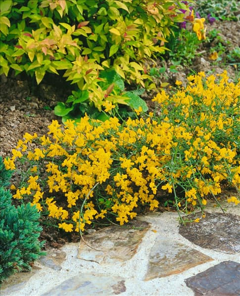 Genista lydia