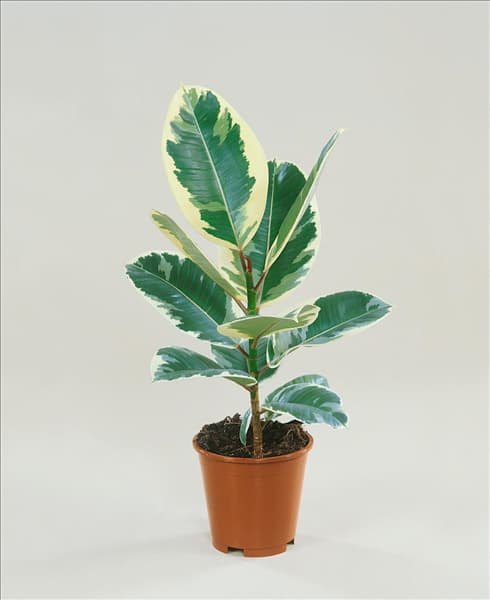 Ficus elastica Tineke