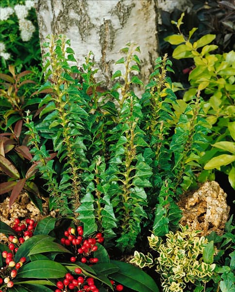 Hedera helix Erecta