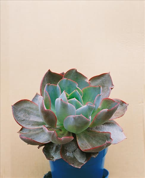 Echeveria After Glow