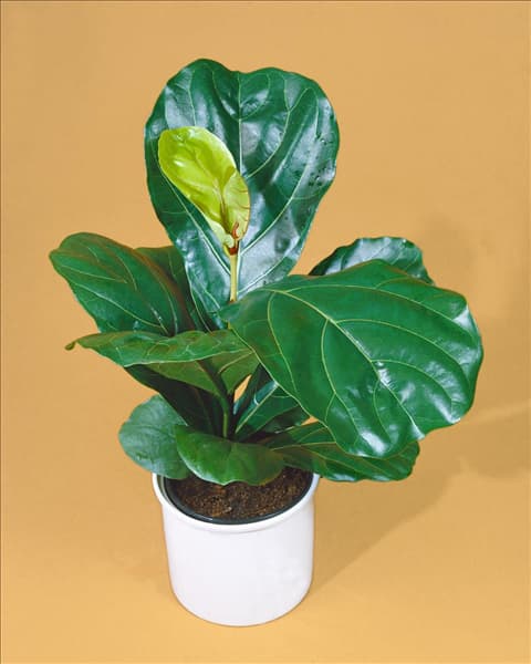 Ficus lyrata