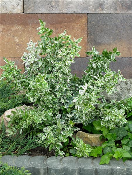 Euonymus fortunei Harlequin