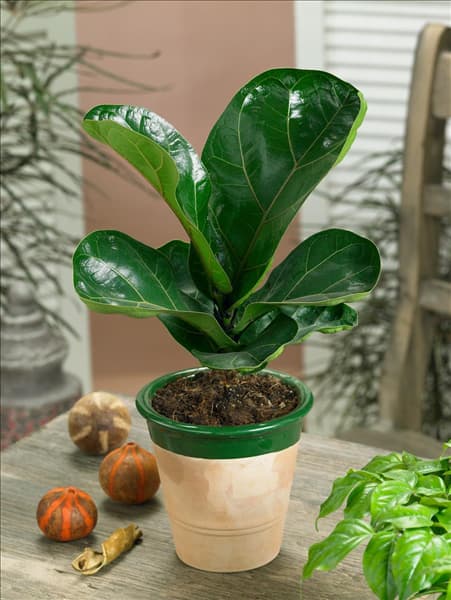 Ficus lyrata Bambino (R) in pot