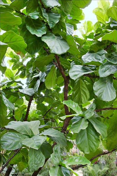 Ficus lyrata