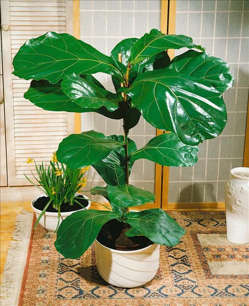 Ficus lyrata