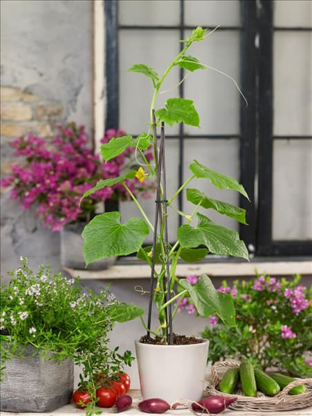 Cucumis sativus 'Balkongurke'
