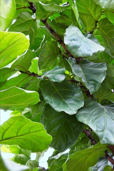Ficus lyrata