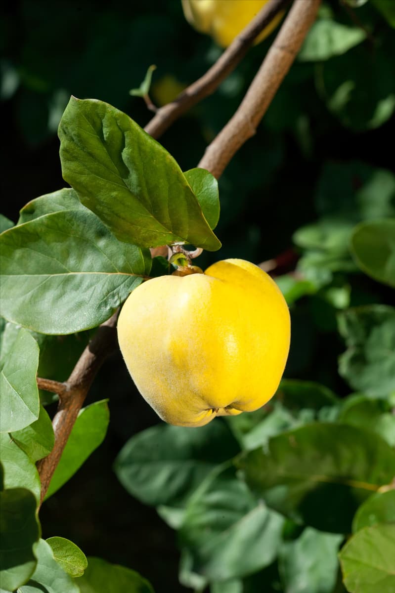 Cydonia oblonga var. maliformis Riesenquitte von Leskovac