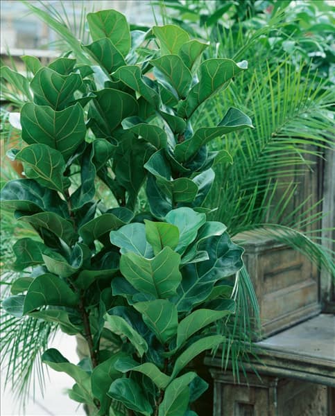 Ficus lyrata Fiddle