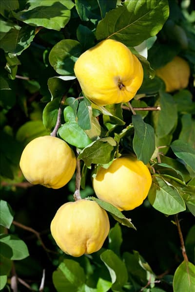 Cydonia oblonga var. maliformis Riesenquitte von Leskovac
