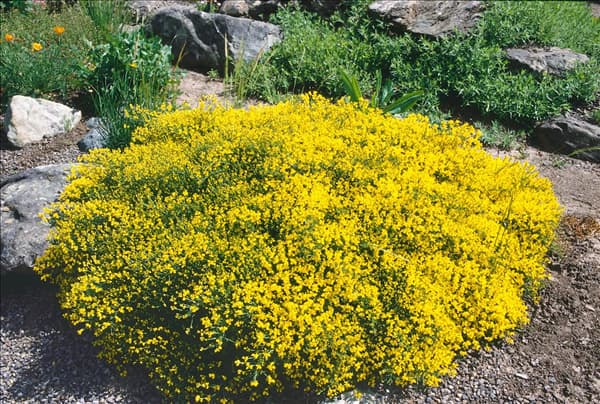 Genista pilosa 'Lemon Spreader'