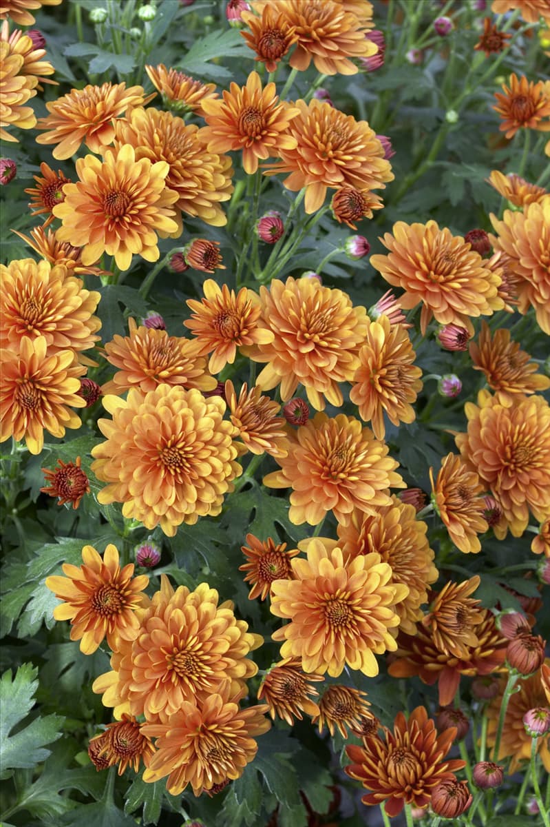 Chrysanthemum indicum Bold Gretchen