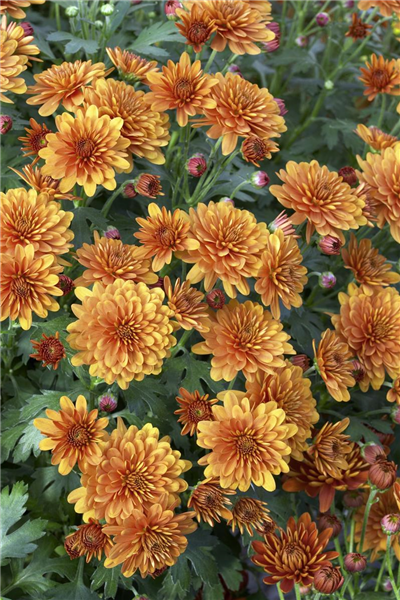 Chrysanthemum indicum 'Herbstbrokat'