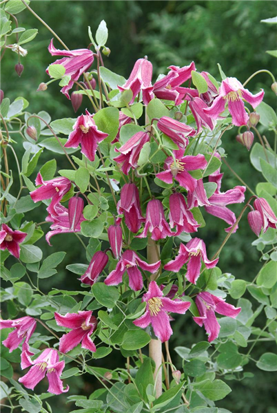Clematis texensis 'Ruby Wedding'(s)