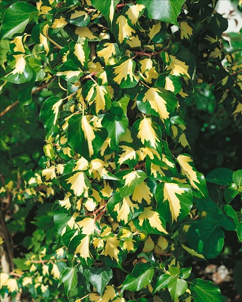 HEDERA HELIX GOLDHEART