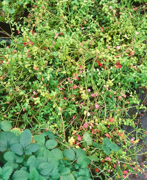 Euonymus fortunei 'Kewensis'