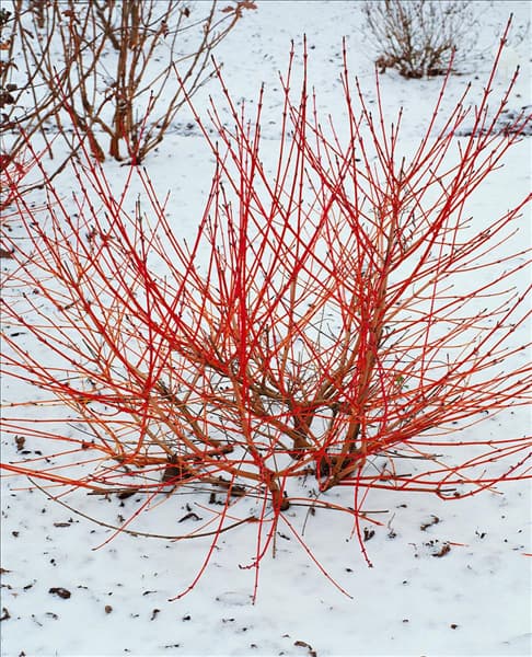CORNUS SANGUINEA WINTER FLAME (R)