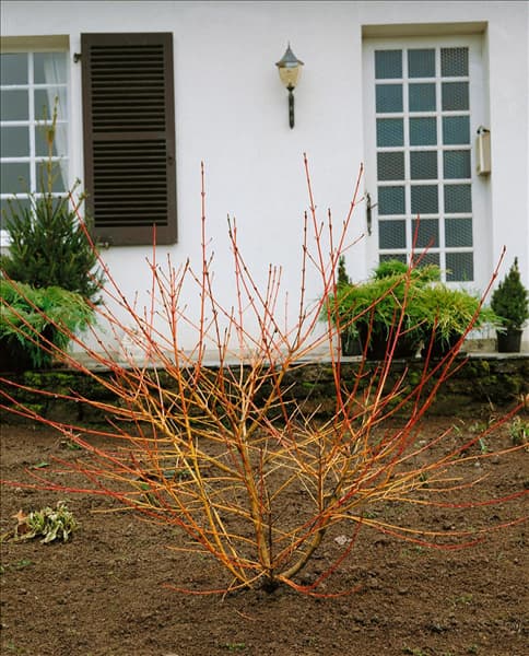 CORNUS SANGUINEA WINTER FLAME