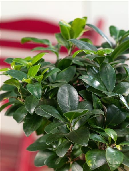 N1202162_80 Ficus microcarpa Ginseng