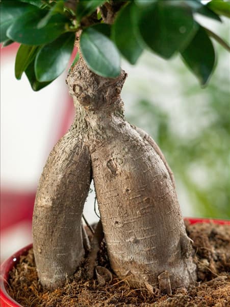 N1202163_80 Ficus microcarpa Ginseng
