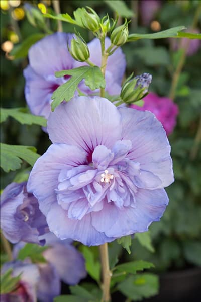 Hibiscus syriacus Notwood3 BLUE CHIFFON