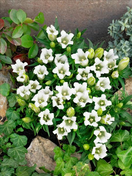 Gentiana scabra weiß