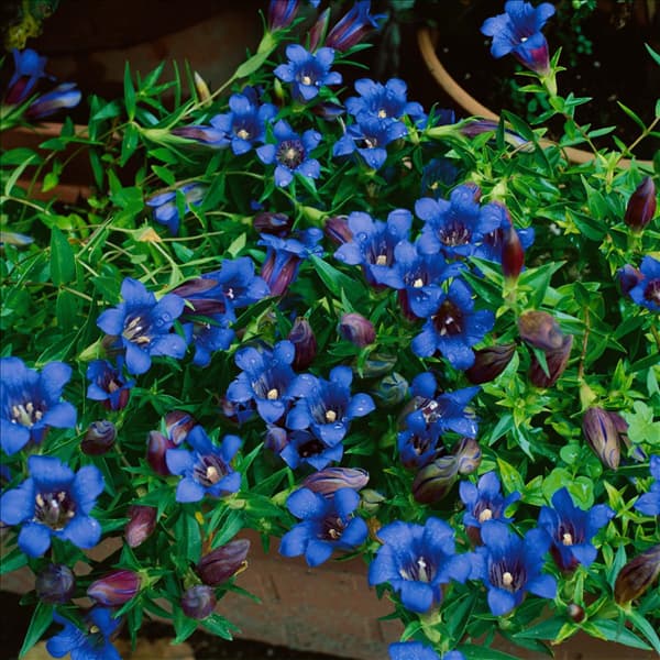 Gentiana scabra Sushui Blue