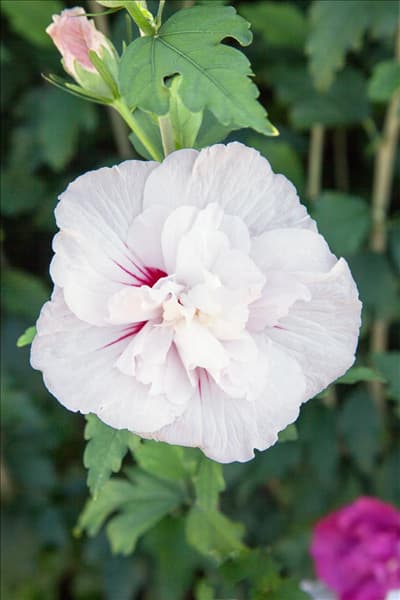 Hibiscus syriacus Bricutts CHINA CHIFFON