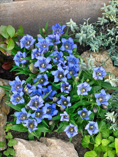 Gentiana scabra blau