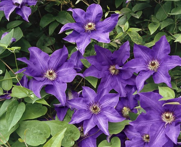Clematis The President