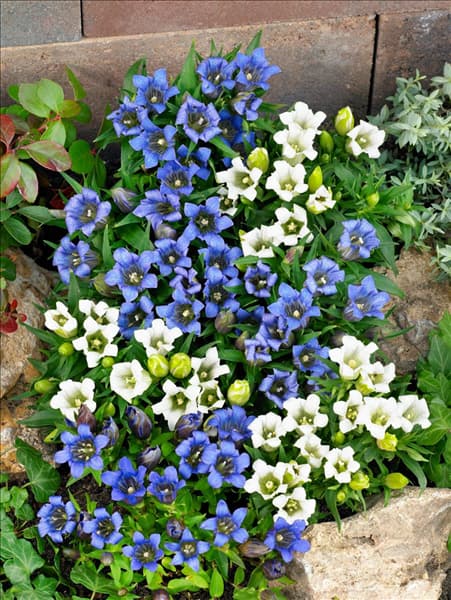 Gentiana scabra blau und weiß gemischt