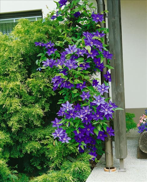 CLEMATIS THE PRESIDENT