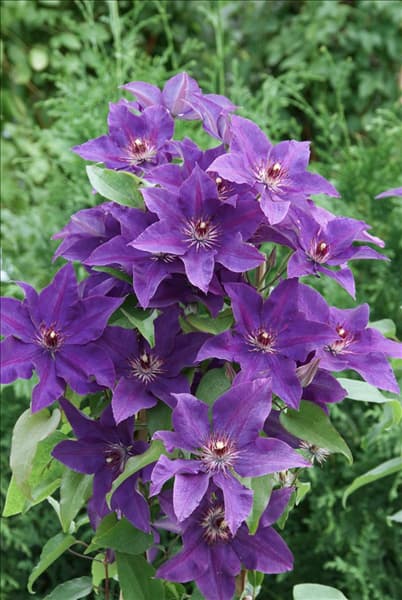 Clematis The President