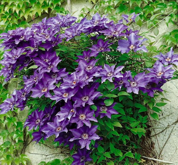 Clematis The President