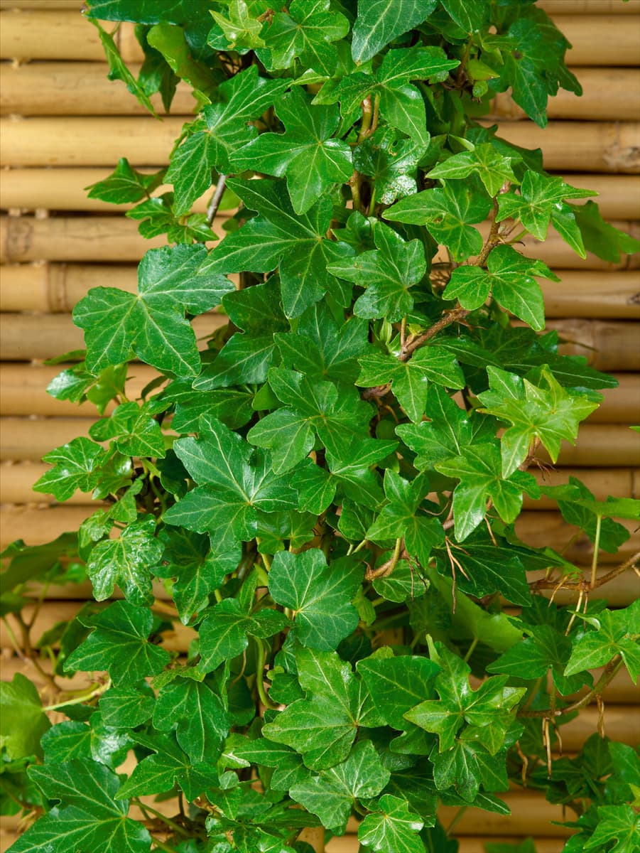 Hedera helix Green Ripple