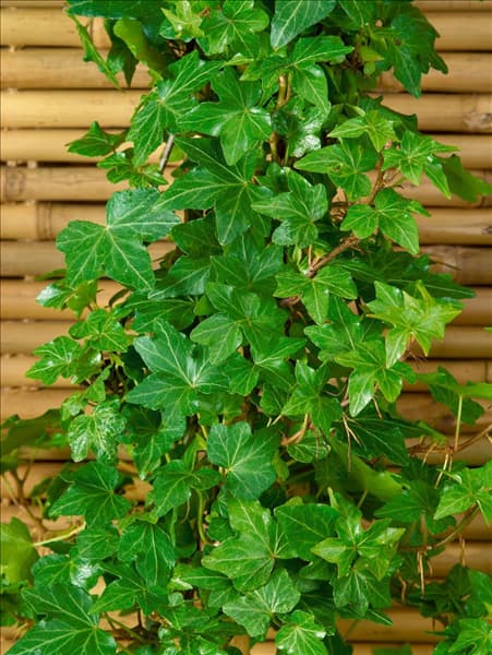 Hedera helix 'Green Ripple'